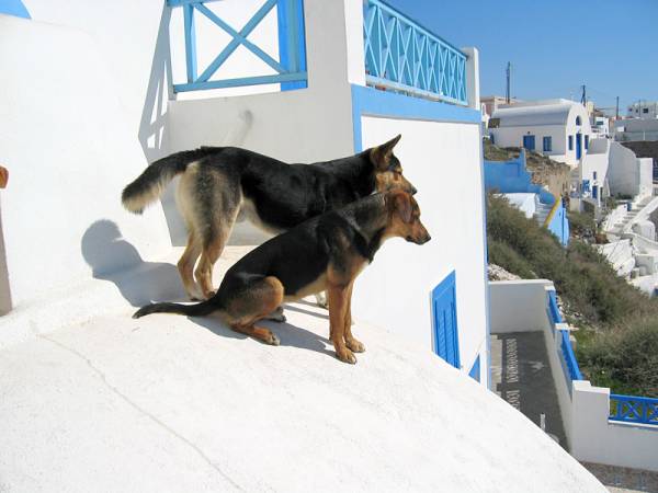 Stray Dogs in Santorini