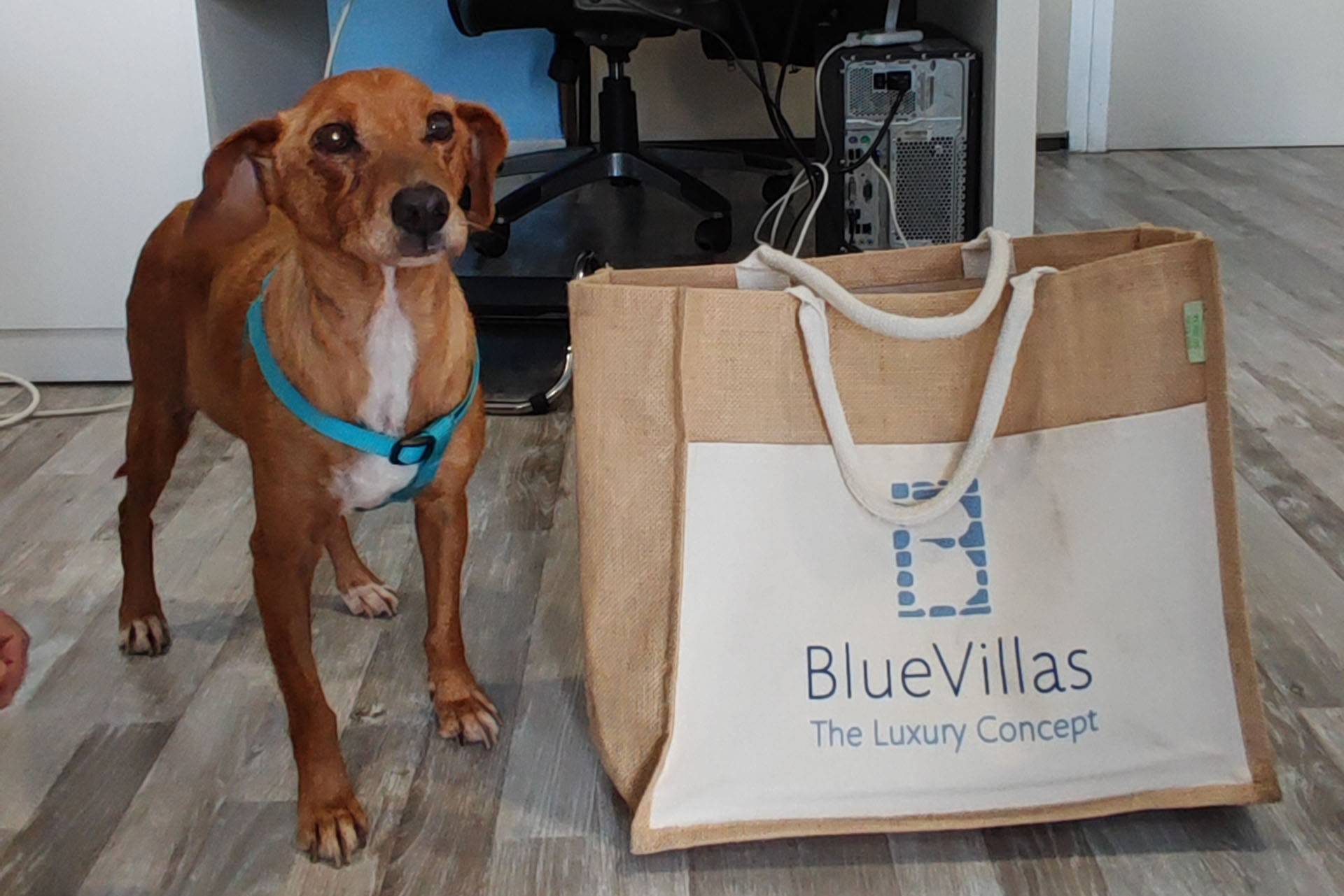 BlueVillas has expanded by… 4 paws!